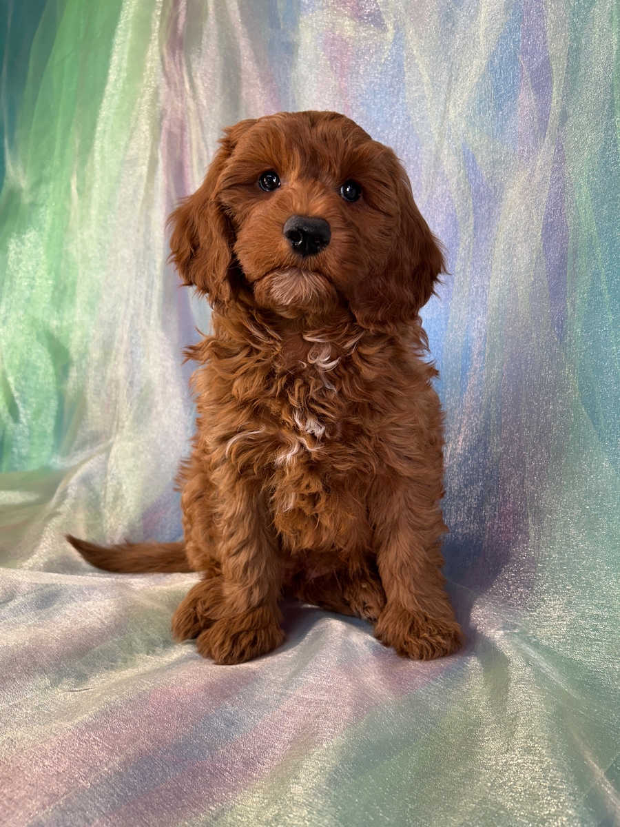 Male Mini Golden Doodle Puppy for Sale DOB 1-8-2026 $1200